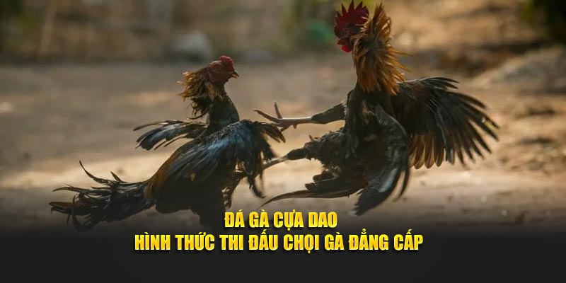 Trường đá gà Cựa Dao với hai chiến kê đang so tài quyết liệt