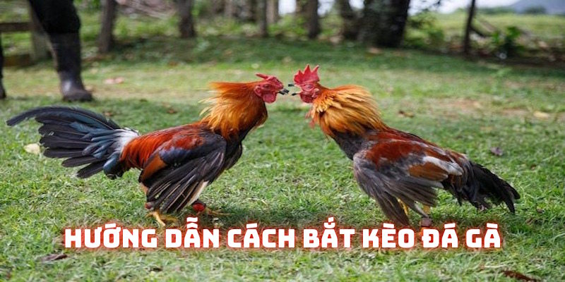 Chia sẻ kinh nghiệm dự đoán trận thắng tại đá gà 69VN
